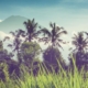 Bali landscapes